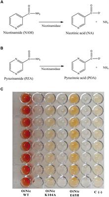 Combined Whole-Cell High-Throughput Functional Screening for Identification of New Nicotinamidases/Pyrazinamidases in Metagenomic/Polygenomic Libraries